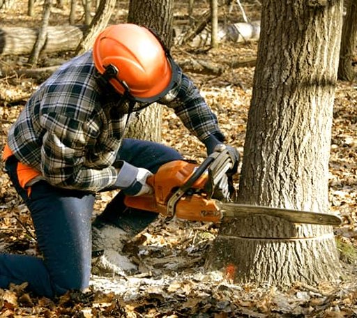 Tree Removal in Georgetown, ME